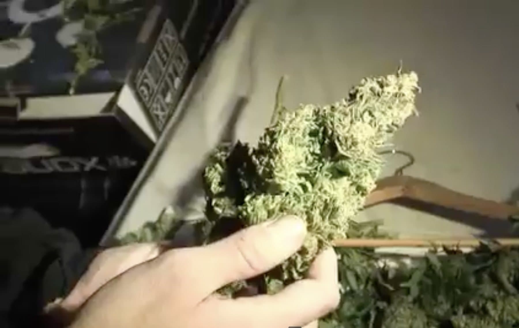 Video still: a hand holding a large dried bud above hanging branches.